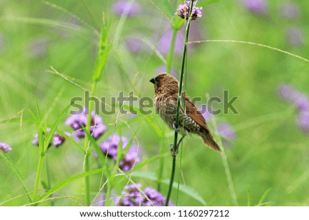 Bird on flower in the garden
