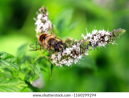 the bee collects fresh nectar from the flowers of mint