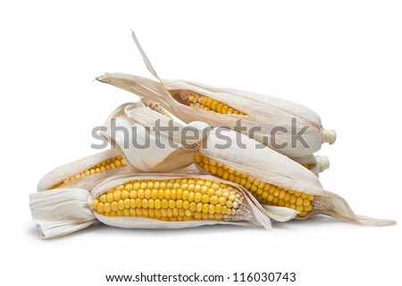 Dry corn ears isolated over a white background
