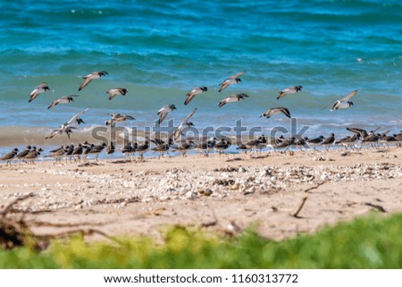 Semipalmated Plover photographed in Coroa Vermelha Island, which is part of the Abrolhos Archipelago in Bahia, Brazil. Atlantic Ocean. Picture made in 2016.
