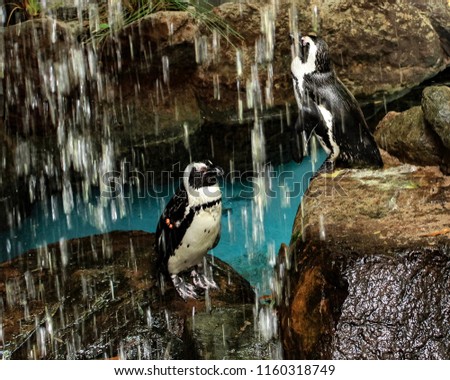 Penguins under waterfall