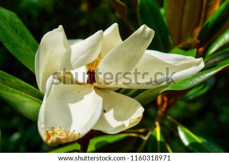                                White Magnolia Flower in Bloom