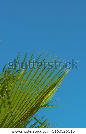 Palm tree leaf, sunlight and beautiful sky landscape. Travel, Tourism, vacation concept, Tropical  background. Closeup for the adorable background and pattern.
