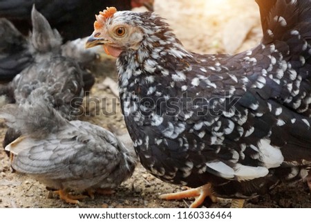 Hen with chickens, Closeup of a mother chicken with its baby chicks                       ,Chicken feed their young chicks