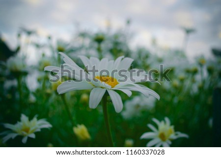 one beautiful daisy among the fields