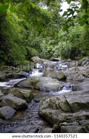 A brook with water flowing from a waterfall in a lush tropical forest. No people.