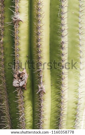nature poster. green cactus with spines. closup