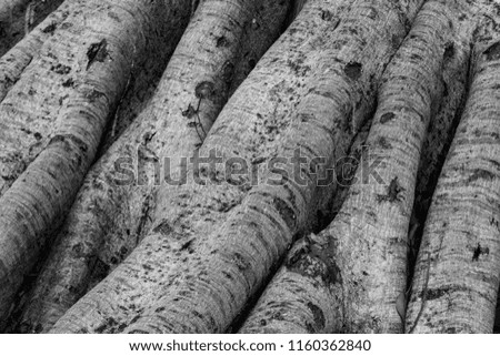 The bark of the banyan tree is textured.