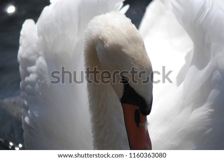 the beautiful swan