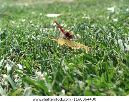 dragonfly - The odonates are an order of insects with about 6000 current species, which includes forms as well known as dragonflies and damselflies.