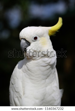 Photo of a close-up of a large white cockatoo parrot sunlit in the park