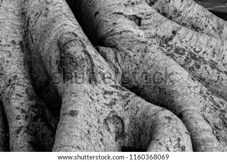 
Banyan root pictures