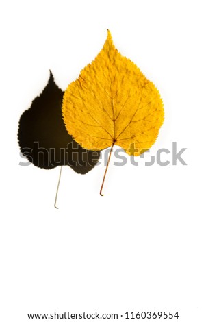 autumn yellow leaf of the tree and its shadow, volume, the concept of changing seasons and arrival of autumn, isolated on white background