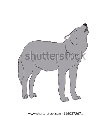 wolf howls, image in color, vector, white background