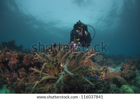 Diver reviewing a healthy reef
