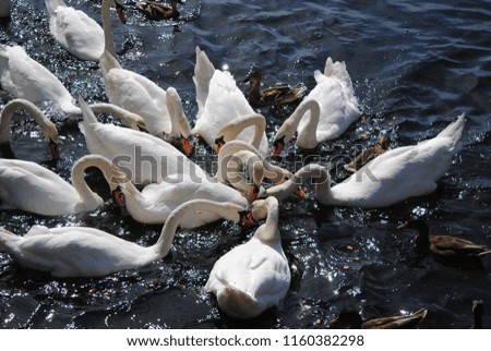 a group of swans eating