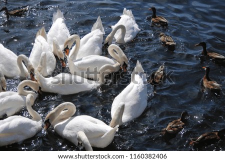 a group of swans eating
