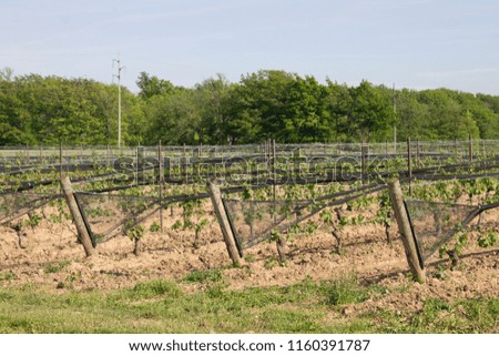 Rows of Grapes Growing at a Vineyard 
