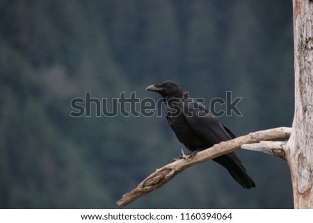 Black raven birds of prey perched on tree branch with mountains in background.