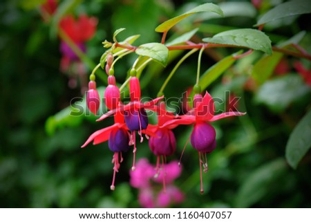 beautiful fuschia flower blooming in garden