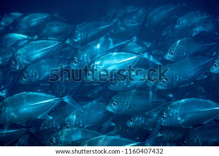 Flock of fish under water, blue natural background, beautiful underwater nature, wild sea life, exotic fishes of Sri Lanka, Asia
