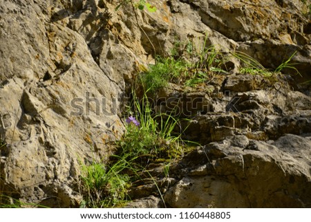 Mountain cliffs with flowering plants in the Caucasus Mountains                               