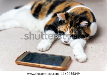 Closeup of calico cat face sleeping looking at watching smartphone mobile cell phone video screen of birds and animals on carpet floor indoor inside house