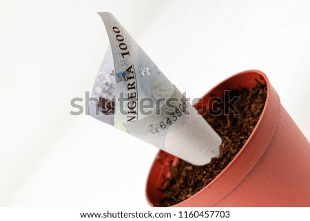 Concept financial investment and planning with Nigerian Naira notes. Money Growing in Flower Pot for Financial Success concept