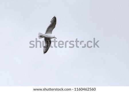 Seagull flies on the sky