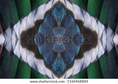 Abstract symmetric pattern of feathers of wild duck close-up as background. Macro of colorful feathers of wild duck. Seamless ornamental surreal tracery of bird feathers. The image with mirror effect.