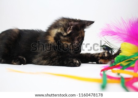 Tortoiseshell kitten play with a feather toy