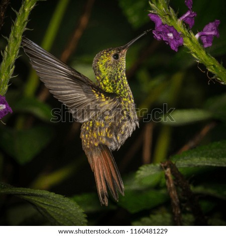 Rufous tailed hummingbird frozen in flight, Arenal, Costa Rica