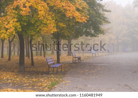 Autumn landscape with benches and fog in park. Bright yellow maple trees