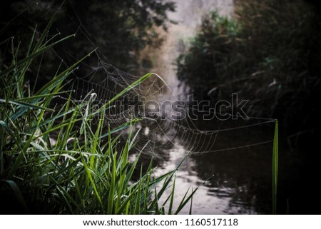 Misty morning photo of a spiderweb on tall grass on the edge of the Clam River in Cadillac, Michigan.