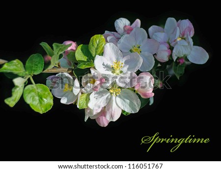 Sprig of blossoming apple isolated on a black background
