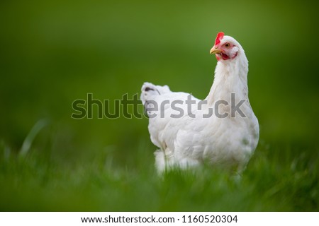 Hen in a farmyard (Gallus gallus domesticus) Royalty-Free Stock Photo #1160520304