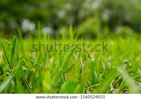 Natural green grass in a park. Seen in close up view with tall trees in background in daylight. Nature background and wallpaper concept.