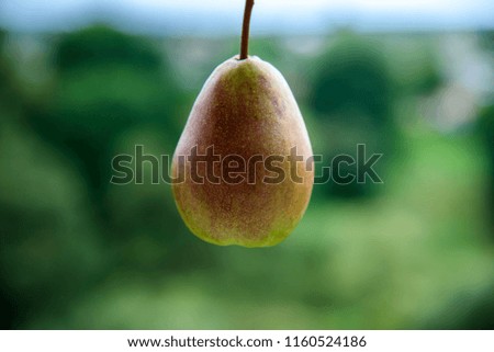 Juicy ripe pear on a green background