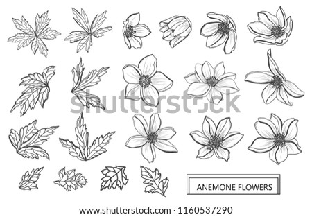 Decorative anemone flowers set, design elements. Can be used for cards, invitations, banners, posters, print design. Floral background in line art style