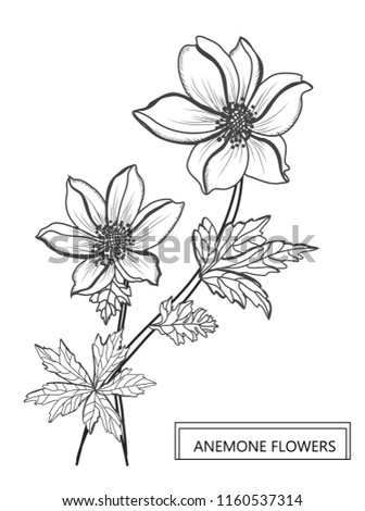Decorative anemone flowers, design elements. Can be used for cards, invitations, banners, posters, print design. Floral background in line art style