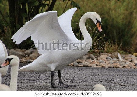 A picture of a Mute Swan about to take off