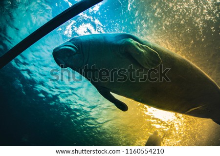 Manatee under water in aquarium