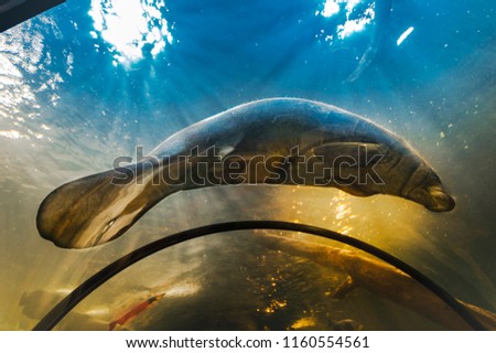 Manatee under water in aquarium