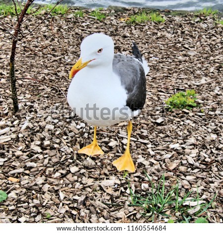 A picture of a Great Black Backed Gull near Reykjavik City Hall