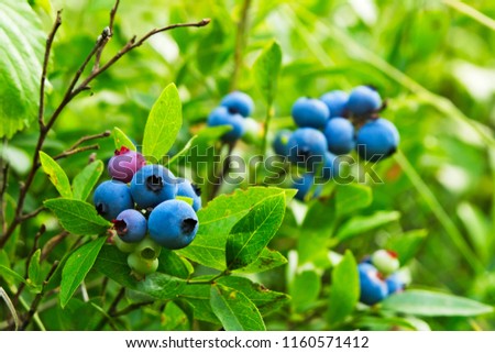 Fresh Organic Wild Blueberries on the bush vine plant, close up Royalty-Free Stock Photo #1160571412