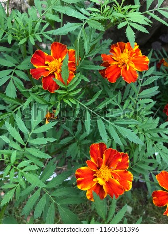 orange flower marigold