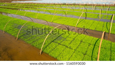 Rice grown in the open field