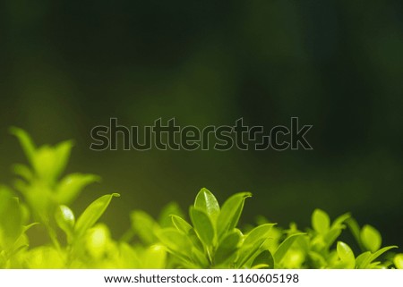 Fresh green leaf on blurred greenery background. / Natural green leaves bokeh background.