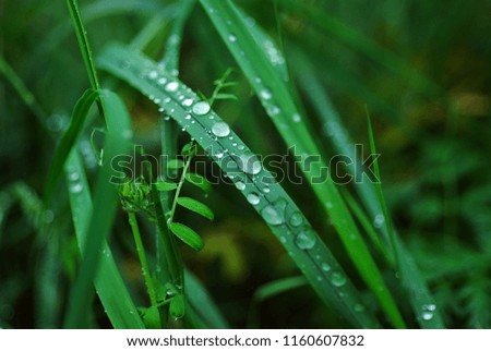 Juicy green grass covered in rain drops on a meadow macro close up photo