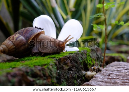 Snail life crawling on green grass with red brick in the garden
